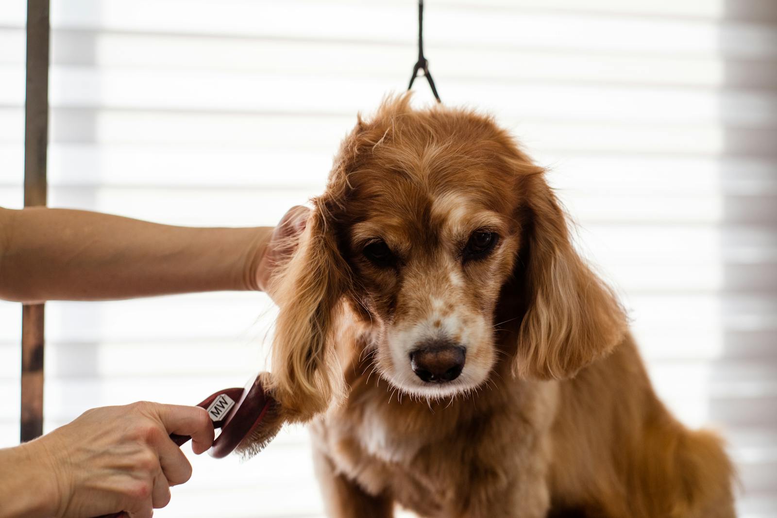 A dog being brushed during a grooming visit