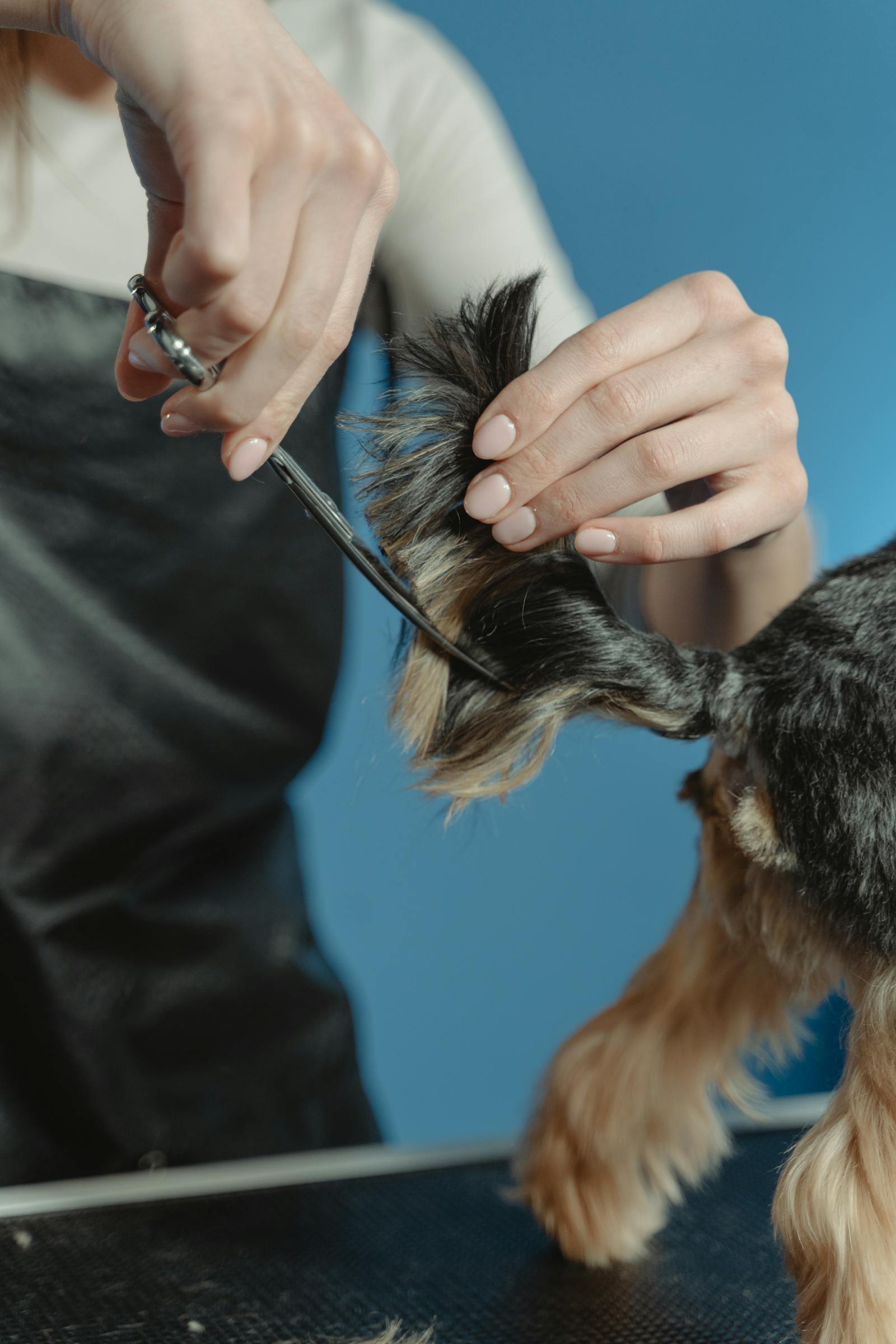 A dog having its coat trimmed on a grooming table