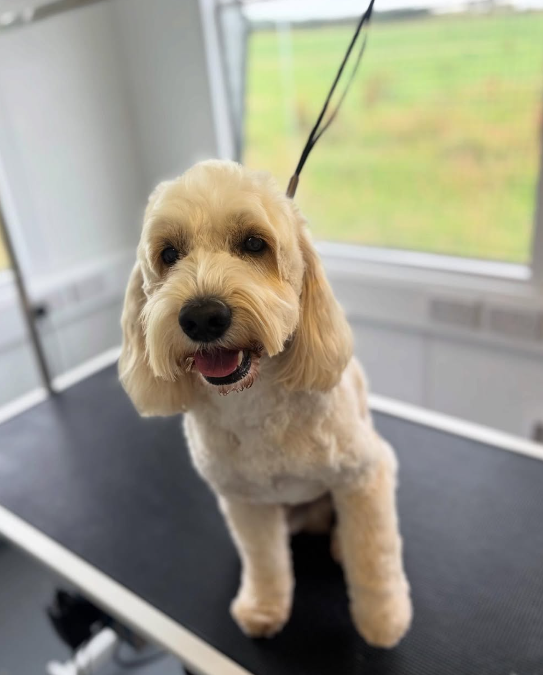 A freshly groomed cream dog sitting on a grooming table