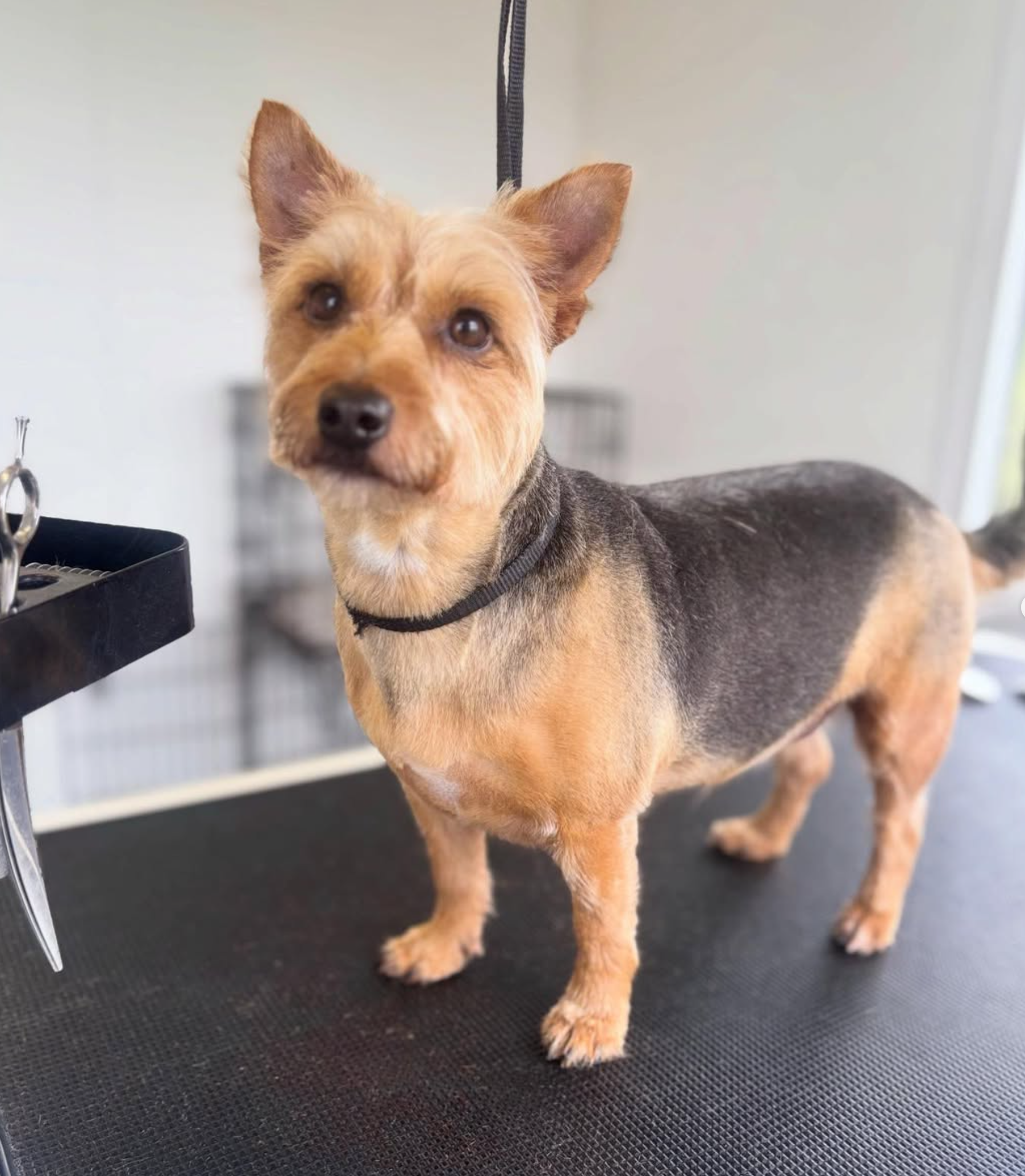 A freshly groomed terrier standing on a grooming table