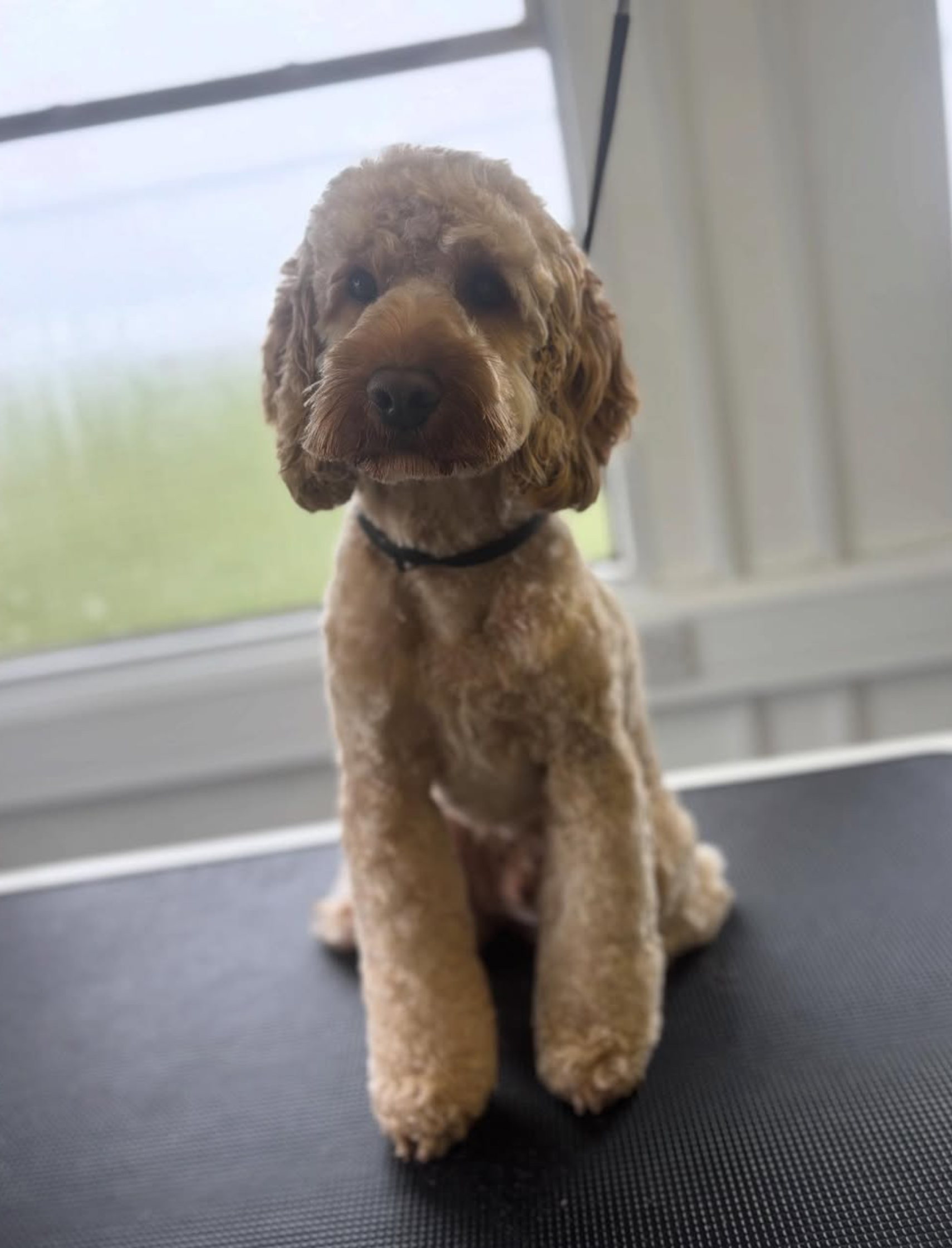 A curly coated dog sitting after grooming