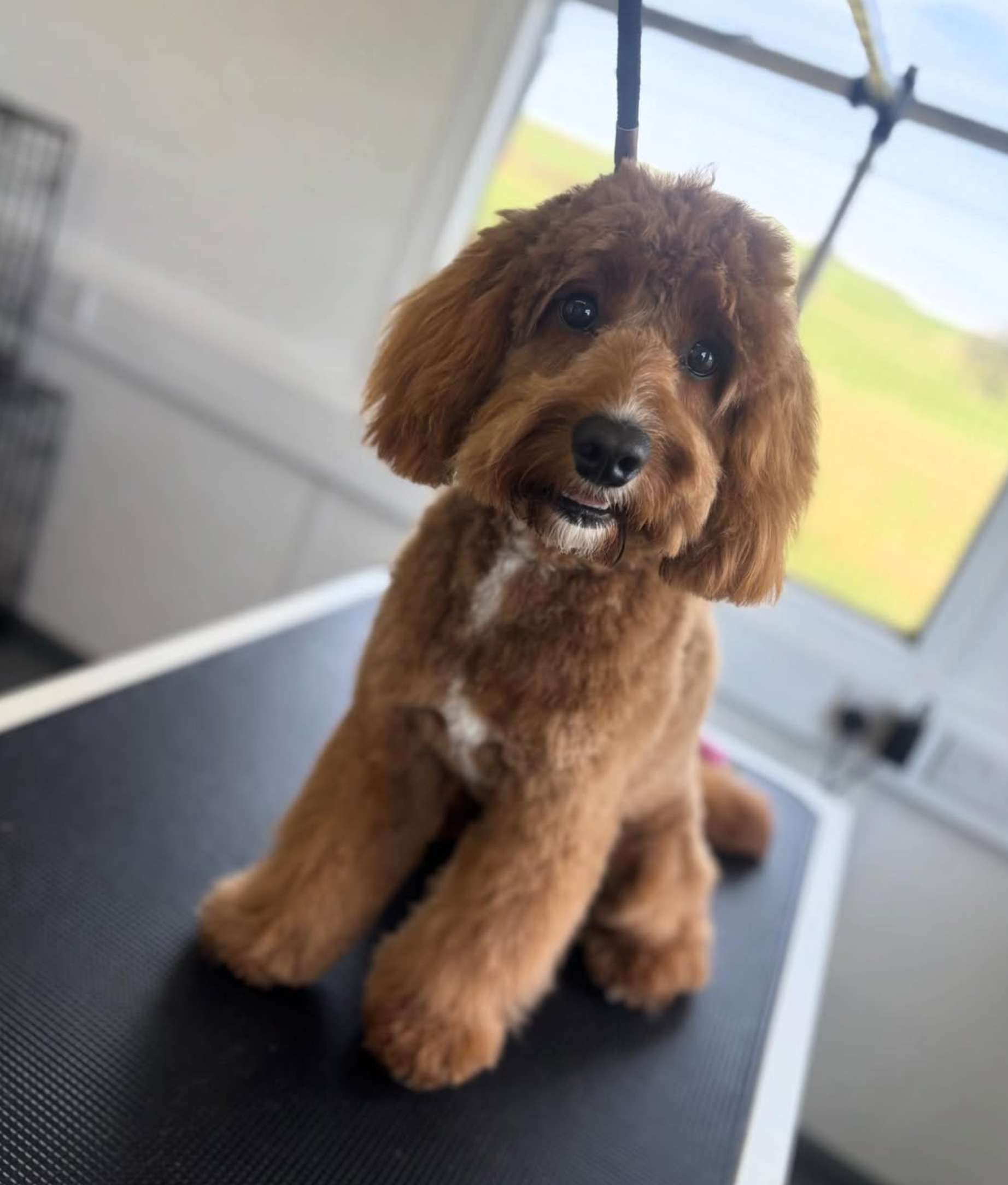 A brown poodle type dog sitting after grooming