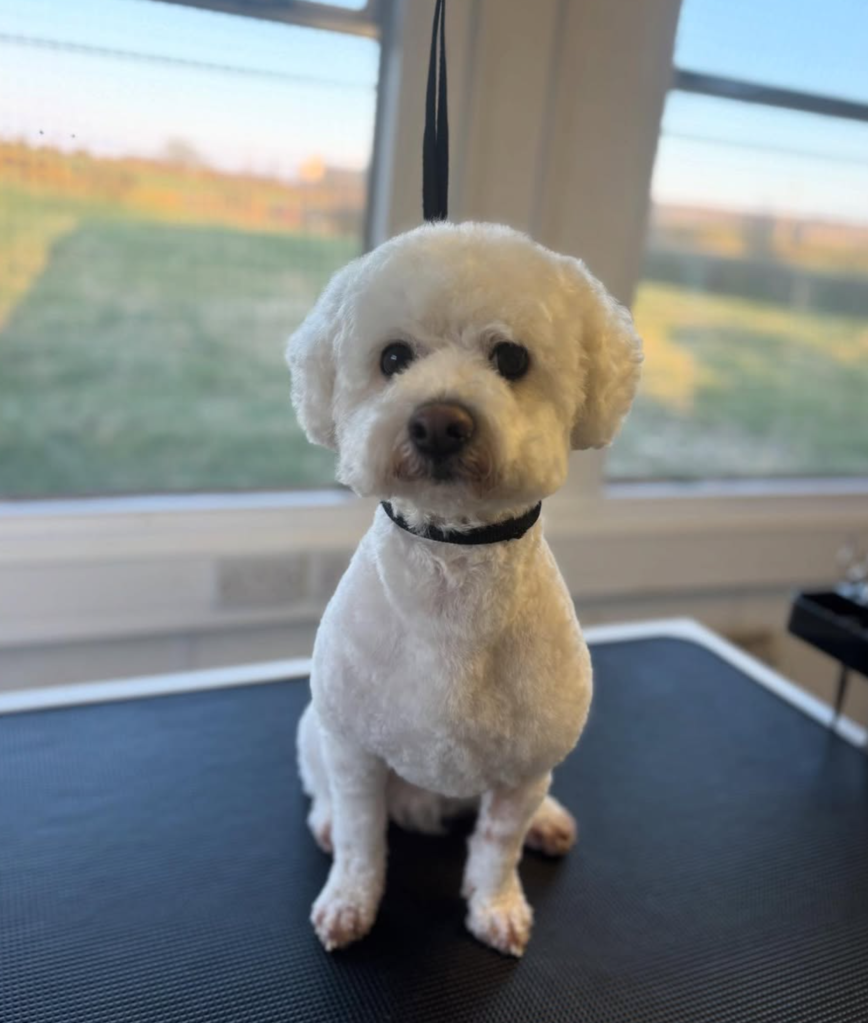 A white bichon type dog sitting after grooming
