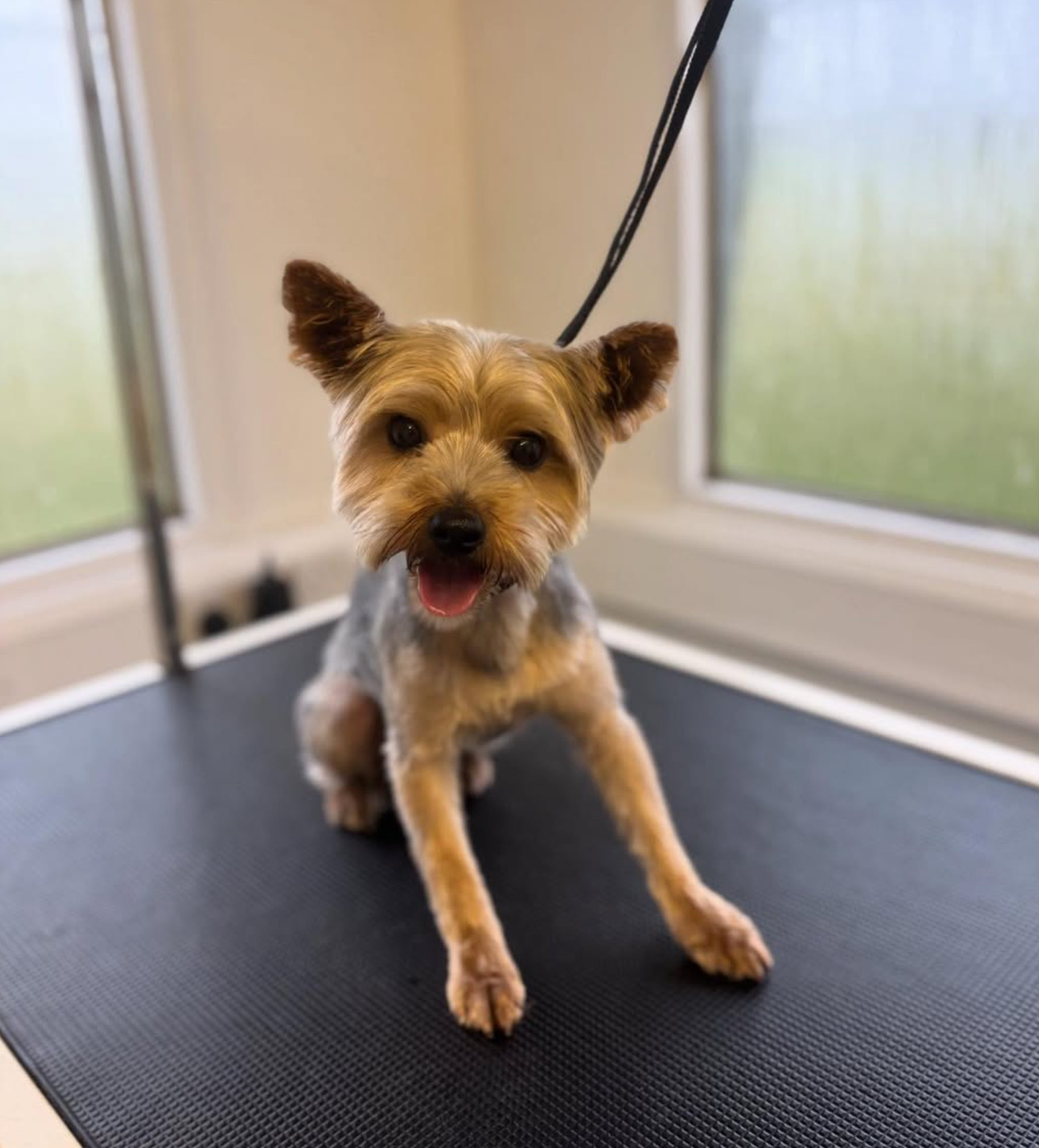 A small terrier sitting after grooming