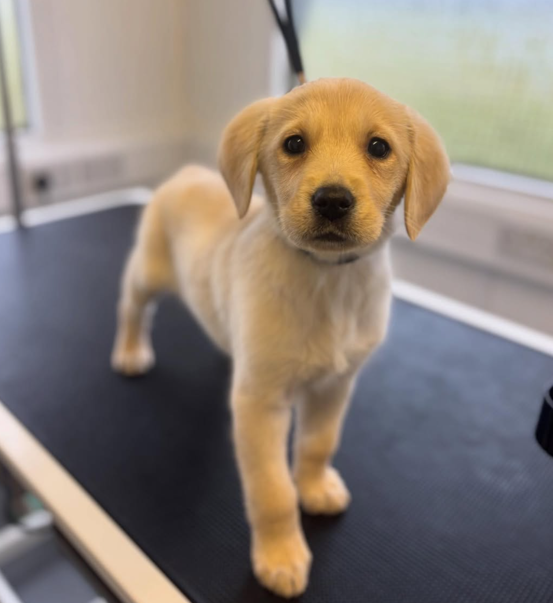A young puppy standing on a grooming table