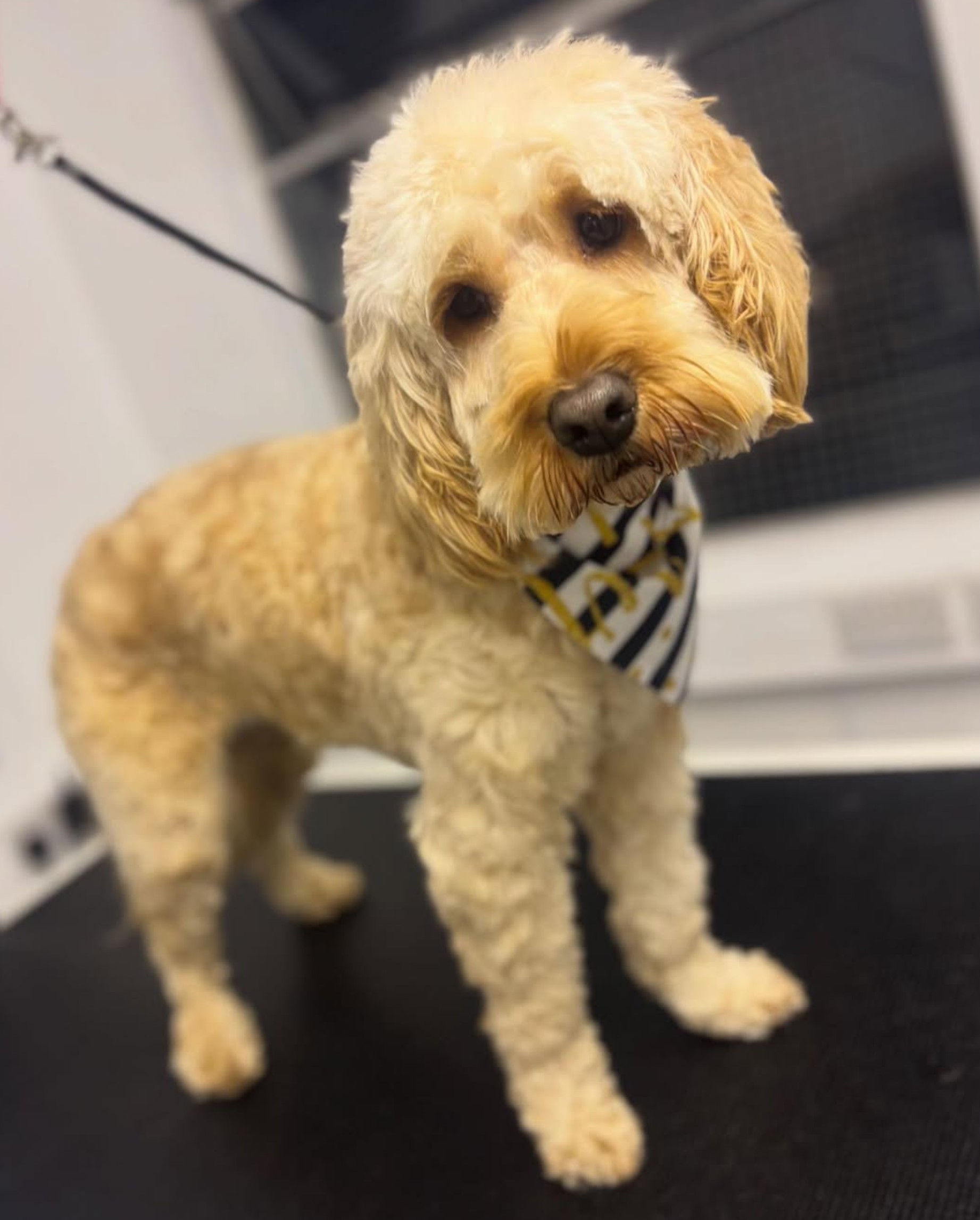 A fluffy dog wearing a bandana after grooming