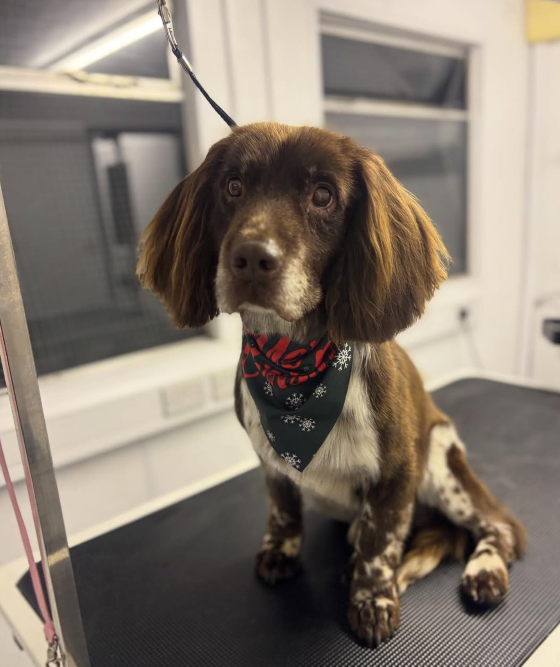 A brown and white spaniel type dog wearing a bandana after grooming
